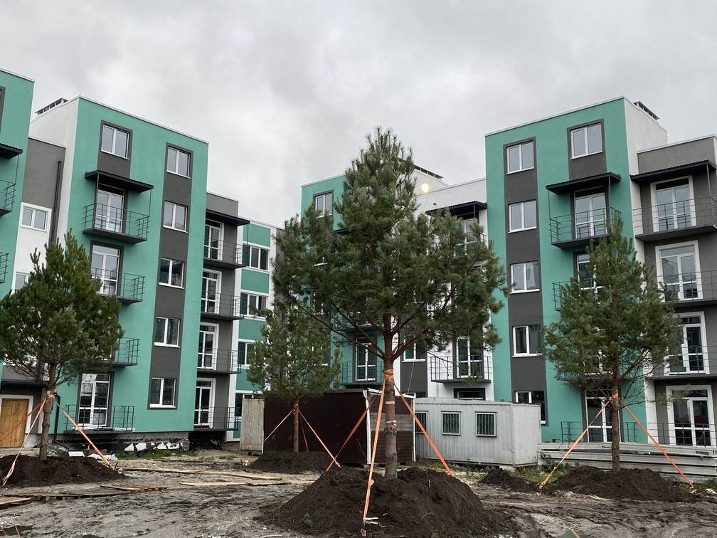 Висаджено дорослі хвойні дерева в ЖК Амстердам і Клубний